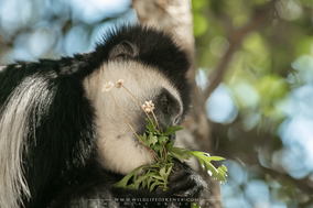 mantled guereza, Colobus guereza, black-and-white colobus, colobe noir et blanc, colobo, Nicolas Urlacher, monkey, singe, wildlife of kenya, monkeys of kenya