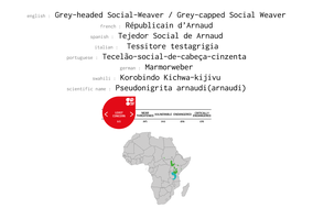 distribution of grey-capped social weaver