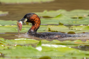 Little grebe, grèbe castagneux, zampullin comun, nakuru, birds of kenya, wildlife of kenya