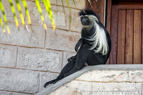 angolan colobus, colobe d'angola, colobus angolensis, colobo angoleno, Nicolas Urlacher, wildlife of kenya, monkeys of kenya, monkeys of africa