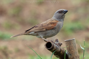 northern grey-headed sparrow, Passer griseus, moineau gris, gorrion gris, birds of kenya, awildlife of kenya