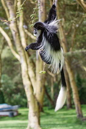 mantled guereza, Colobus guereza, black-and-white colobus, colobe noir et blanc, colobo, Nicolas Urlacher, monkey, singe, wildlife of kenya, monkeys of kenya