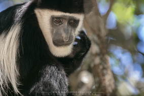 mantled guereza, Colobus guereza, black-and-white colobus, colobe noir et blanc, colobo, Nicolas Urlacher, monkey, singe, wildlife of kenya, monkeys of kenya