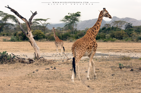 girafe de rotschild, jirafa de rothschild, rotschild's giraffe distribution map, endangered species, Nicolas Urlacher, wildlife of Kenya