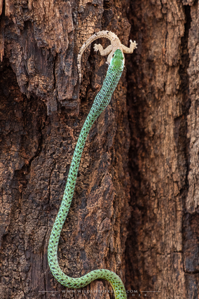 Philothamnus semivariegatus, spotted bush snake, snakes of kenya, wildlife of kenya