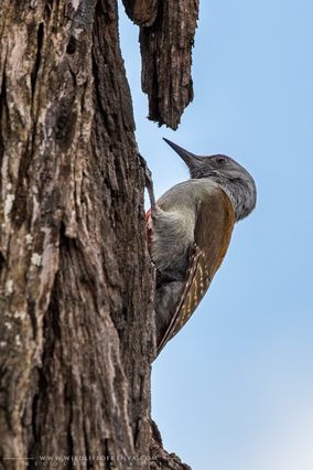 grey woodpecker, pic goertan, pito gris occidental, Nicolas Urlacher, wildlife of kenya, birds of Kenya