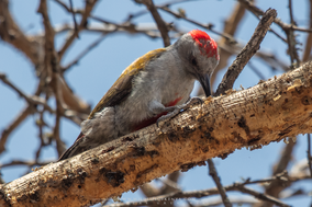 grey woodpecker, pic goertan, pito gris occidental, Nicolas Urlacher, wildlife of kenya, birds of Kenya