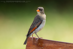 red-headed weaver, anaplecte écarlate, tejedor cabecirrojo, Anaplectes rubriceps, Nicolas Urlacher, birds of kenya, birds of africa, weavers, wildlife of kenya