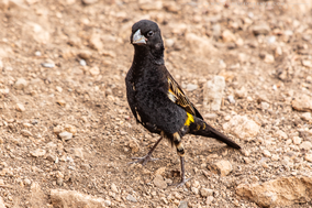 yellow bishop, cape bishop, cape widow, euplecte a croupion jaune, obispo caligualdo, Euplectes capensis, birds of kenya, birds of africa, wildlife of kenya, Nicolas Urlacher