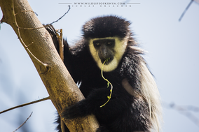 mantled guereza, Colobus guereza, black-and-white colobus, colobe noir et blanc, colobo, Nicolas Urlacher, monkey, singe, wildlife of kenya, monkeys of kenya