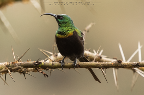 bronze sunbird, souimanga bronzé, suimanga bronceado, nicolas urlacher, wildlife of kenya, birds of kenya, birds of africa