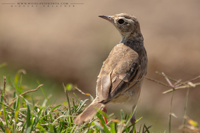 plain-backed pipit, pipit à dos uni, bisbita liso, birds of kenya, wildlife of kenya