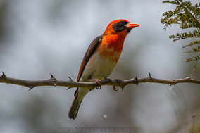 red-headed weaver, anaplecte écarlate, tejedor cabecirrojo, Anaplectes rubriceps, Nicolas Urlacher, birds of kenya, birds of africa, weavers, wildlife of kenya