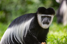 mantled guereza, Colobus guereza, black-and-white colobus, colobe noir et blanc, colobo, Nicolas Urlacher, monkey, singe, wildlife of kenya, monkeys of kenya