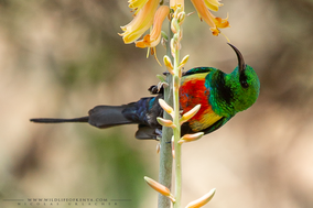 beautiful sunbird, souimanga a longue queue, suimanga colilargo, Cinnyris pulchella , birds of kenya, wildlife of kenya, Nicolas urlacher