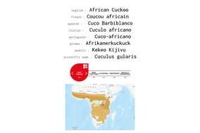 distribution of african cuckoo