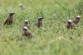 grey-capped social weaver, gre-headed social weaver, républicain d'Arnaud, tejedor social de arnaud, birds of kenya, wildlife of kenya