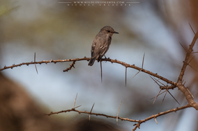 spotted flycatcher (Muscicapa striata), gobemouche gris, papamoscas gris, birds of kenya, wildlife of kenya