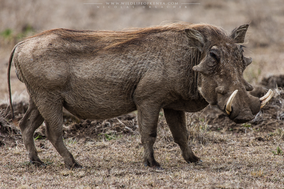 warthog, phacochère, facoquero, wildlife of kenya, Nicolas Urlacher