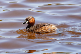 Little grebe, grèbe castagneux, zampullin comun, nakuru, birds of kenya, wildlife of kenya