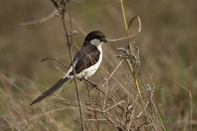 long-tailed fiscal, pie-grièche à longue queue, alcaudon colilargo, Nicolas Urlacher, wildlife of kenya, birds of kenya