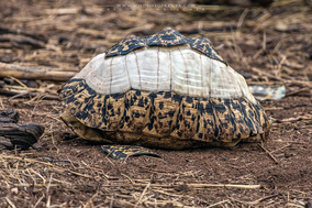 leopard tortoise, Stigmochelys pardalis, reptiles of kenya, wildlife of kenya, tortue leopard