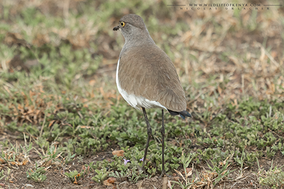 Senegal Lapwing