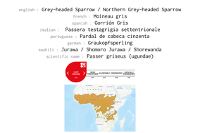 distribution of grey-headed sparrow