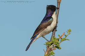 eastern violet-backed sunbird, Anthreptes orientalis, souimanga du kenya, birds of kenya, wildlife of kenya