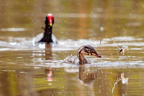 Little grebe, grèbe castagneux, zampullin comun, nakuru, birds of kenya, wildlife of kenya