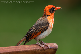 red-headed weaver, anaplecte écarlate, tejedor cabecirrojo, Anaplectes rubriceps, Nicolas Urlacher, birds of kenya, birds of africa, weavers, wildlife of kenya