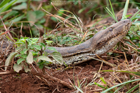 african rock python, python de seba, piton de seba, snakes of kenya, wildlife of kenya, nairobi national park