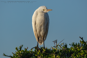 cattle egret, Bubulcus ibis, héron garde-boeufs, garcilla bueyera, birds of kenya, wildlife of kenya