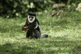 mantled guereza, Colobus guereza, black-and-white colobus, colobe noir et blanc, colobo, Nicolas Urlacher, monkey, singe, wildlife of kenya, monkeys of kenya