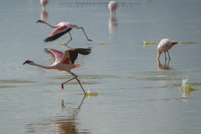 Lesser flamingo, flamant nain, flamenco enano, birds of kenya, wildlife of kenya