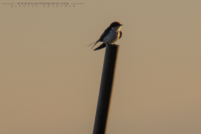 wire-tailed swallow, hirondelle a long brin, golondrina colilarga, Rotkappenschwalbe, Nicolas Urlacher, birds of kenya, birds of africa, wildlife of kenya