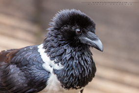 pied crow, corvus albus, corbeau pie, cuervo pio, Nicolas Urlacher, wildlife of kenya, birds of kenya, birds of africa