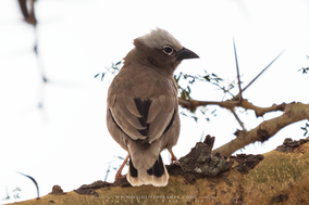 grey-capped social weaver, gre-headed social weaver, républicain d'Arnaud, tejedor social de arnaud, birds of kenya, wildlife of kenya