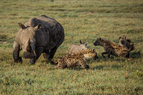 Hyenas Vs rhinos, hyenas harassing mother rhino with calf, hyenas attacking rhino, nakuru national Park, wildlife of kenya, Nicolas Urlacher