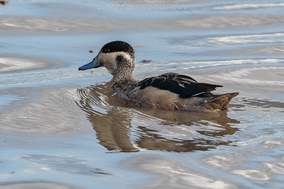 Spatula hottentota, hottentot teal, spotted teal, sarcelle hottentote, birds of kenya