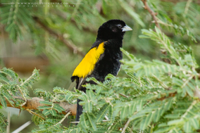 yellow bishop, cape bishop, cape widow, euplecte a croupion jaune, obispo caligualdo, Euplectes capensis, birds of kenya, birds of africa, wildlife of kenya, Nicolas Urlacher