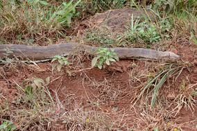 african rock python, python de seba, piton de seba, snakes of kenya, wildlife of kenya, nairobi national park