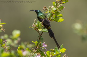 bronze sunbird, souimanga bronzé, suimanga bronceado, nicolas urlacher, wildlife of kenya, birds of kenya, birds of africa