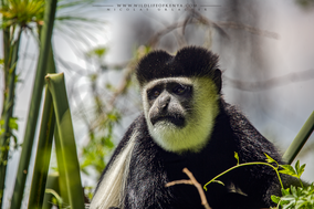 mantled guereza, Colobus guereza, black-and-white colobus, colobe noir et blanc, colobo, Nicolas Urlacher, monkey, singe, wildlife of kenya, monkeys of kenya