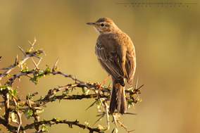 plain-backed pipit, pipit à dos uni, bisbita liso, birds of kenya, wildlife of kenya