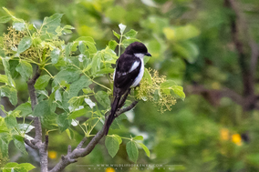 northern fiscal, birds of kenya, wildlife of kenya