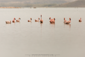 Lesser flamingo, flamant nain, flamenco enano, birds of kenya, wildlife of kenya