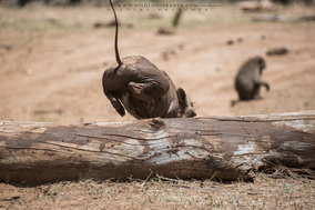 warthog, phacochère, facoquero, wildlife of kenya, Nicolas Urlacher