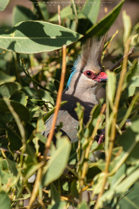 blue-naped mousebird, coliou huppé, pajaro raton nuquiazul, birds of kenya, wildlife of kenya