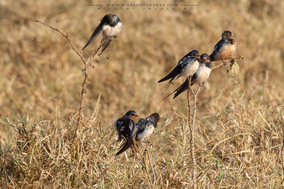 barn swallow, hirondelle rustique, golondrina comun